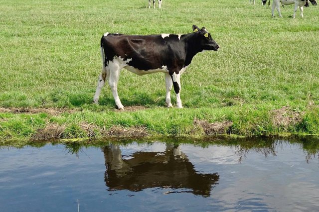 Kalf aan de slootkant